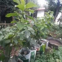 نهال آوکادو بیکن