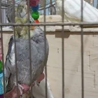 ۵ عدد عروس هلندی|پرنده|پاکدشت, پاکدشت (مامازند)|دیوار