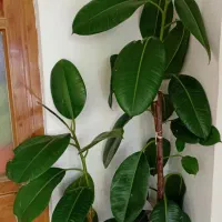 گل فیکوس|گل و گیاه طبیعی|شهرکرد, |دیوار