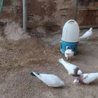 کفتر طوقی تهرانی