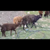گوسفند نر - قوچ