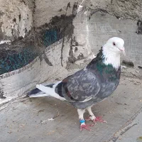 کفتر یا کبوتر شازده سرور سو قدیم