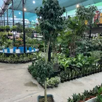 فروش گل بنجامین سبز (بلک)|گل و گیاه طبیعی|رشت, بیجارپس|دیوار