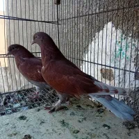 کفتر جوجه قرمزی سرخ کناره خیس پرشی بوم ندیده|پرنده|تهران, یاخجی آباد|دیوار