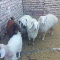 بره محلی چاق