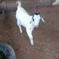 بز ماده نیدی|حیوانات مزرعه|شادگان, |دیوار