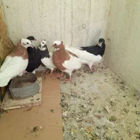 فروش طوقی وشهری