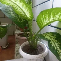 گل های طبیعی زیبا