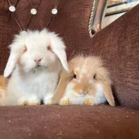 تعدادی خرگوش لوپ اصیل