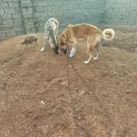 سگ نگهبان حرفه ای|سگ|تایباد, |دیوار