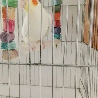 عروس هلندی ماده دستی|پرنده|گلپایگان, |دیوار