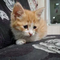 بچه گربه ملوس و زیبا واگذار میشود