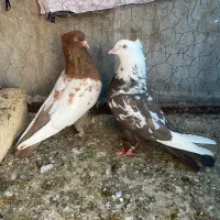 کبوتر نروماده تکپر پرشی ویه جفت رنگی نرسبز تکی|پرنده|گنبد کاووس, |دیوار