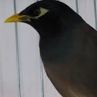 مرغ مینا