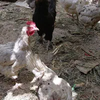 مرغ و خروس محلی|حیوانات مزرعه|هشتگرد, قاسم آباد بزرگ|دیوار