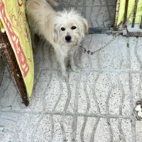 فروش یا معامله سگ شیتزو|سگ|سیرجان, |دیوار