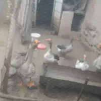 غاز و قو غز