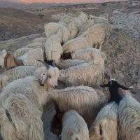 فروش گوسفند|حیوانات مزرعه|درب بهشت, |دیوار