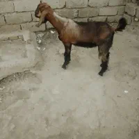 بزگوسفندگاودرسوسنگرد
