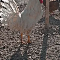 خروس فروشی|حیوانات مزرعه|گلپایگان, |دیوار