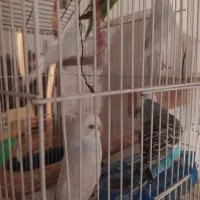 مرغ عشق رنگ خاص جفتای شیش تخمه|پرنده|بهارستان, |دیوار