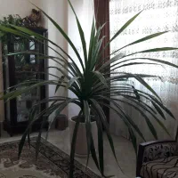 گل پاندانوس 14 ساله