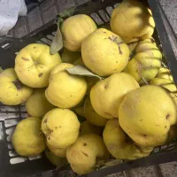 فروش به درجه یک