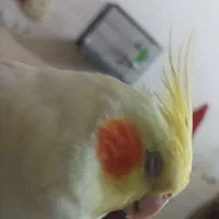 سفید اراکی و عروس هلندی|پرنده|آبپخش, |دیوار