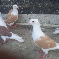 کفتر.کبوتر.گراف