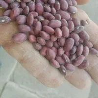 ۵تن لوبیا امسالی درشت ویک دست