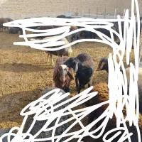 سلام ۲ راس بره یکی نر یکی ماده به فروش میرسد|حیوانات مزرعه|بکتاش, |دیوار