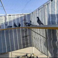 کفتر یا کبوتر