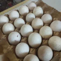 تخم بوقلمون بوربون|حیوانات مزرعه|سیمین شهر, |دیوار