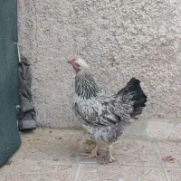 مرغ و خروس برهما جوان|حیوانات مزرعه|پاکدشت, پاکدشت (مامازند)|دیوار