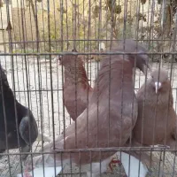 کبوتر دمسفید|پرنده|میبد, |دیوار