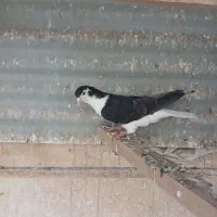 کبوتر دمگیر