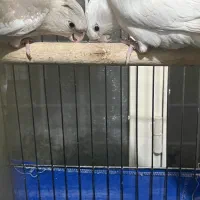 عروس هلندی|پرنده|ری, دولت‌آباد|دیوار