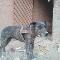 سگ گریت دین نگهبان