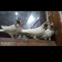 کبوتر|پرنده|تهران, فلسطین (میدان انقلاب)|دیوار