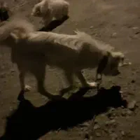 سگ اشپیتز تریر|سگ|بم, |دیوار