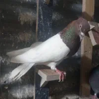 کبوتر کله سرخ|پرنده|خرمآباد, |دیوار