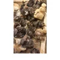 تبدیل تخم نطفه دار به جوجه.فروش تخم نطفه دارو جوجه|حیوانات مزرعه|قم, تعویض پلاک|دیوار