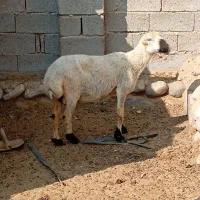 بره ماده|حیوانات مزرعه|قلعه قاضی, |دیوار