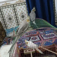 عروس هلندی|پرنده|شادگان, |دیوار