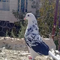 کبوتر