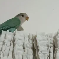 طوطی برزیلی