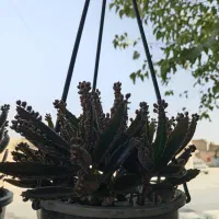 اشگ تمساح|گل و گیاه طبیعی|نجفآباد, جلال آباد|دیوار