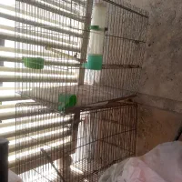 قفس پرنده سالم