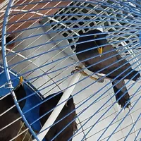 مینا چشم ستاره افغان کام سیاه