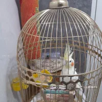 عروس هلندی نر